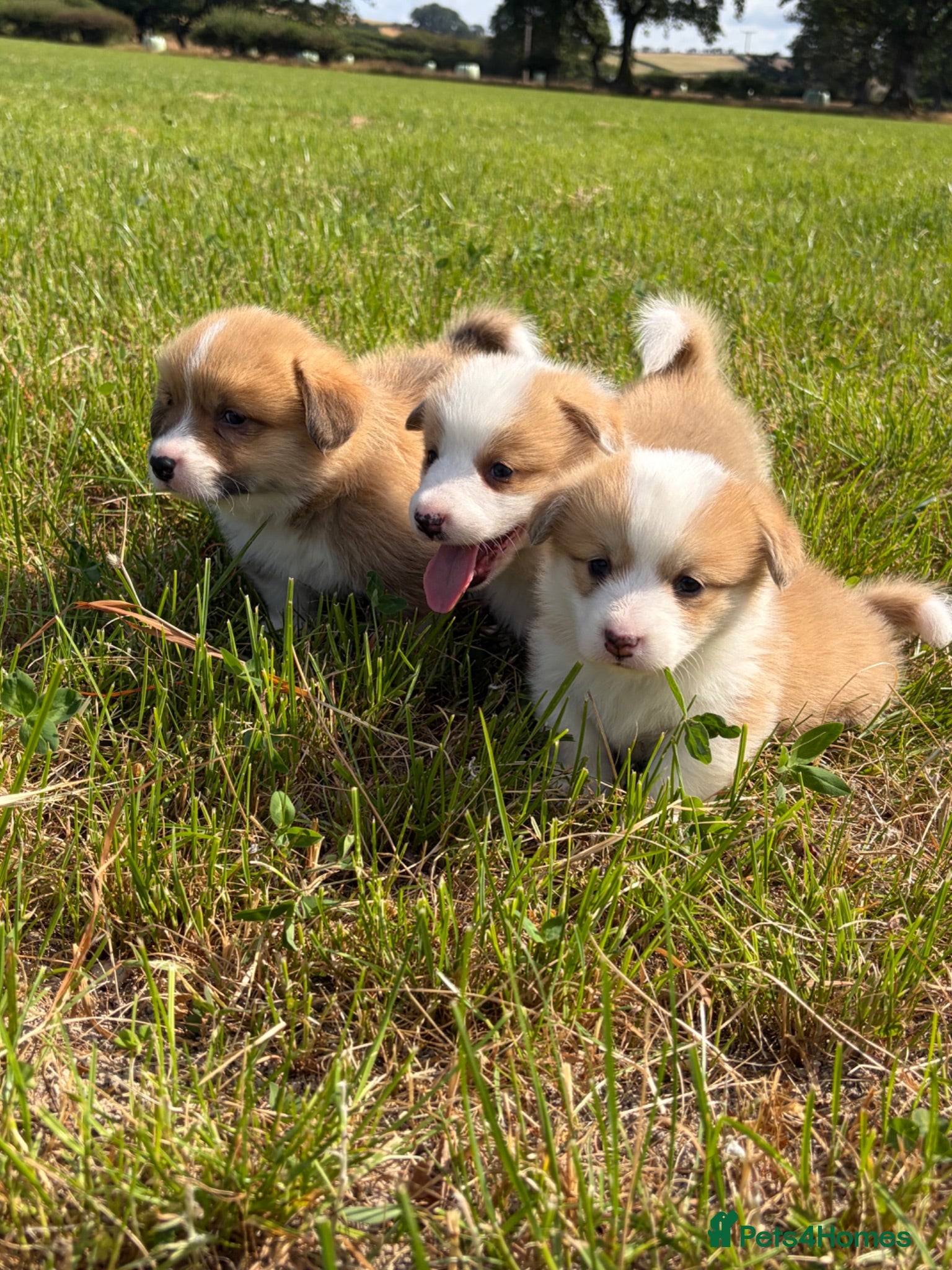 Welsh Corgi Pembroke dogs KC Pembrokeshire Corgi Puppies with Champion Lines - Advert 1