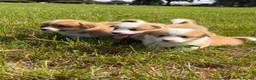Welsh Corgi Pembroke dogs for sale: KC Registered Welsh Corgi Puppies  - Advert 8