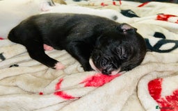 American Bull Staffy dogs for sale: Beautiful American bulldog x staff puppies   - Image 33