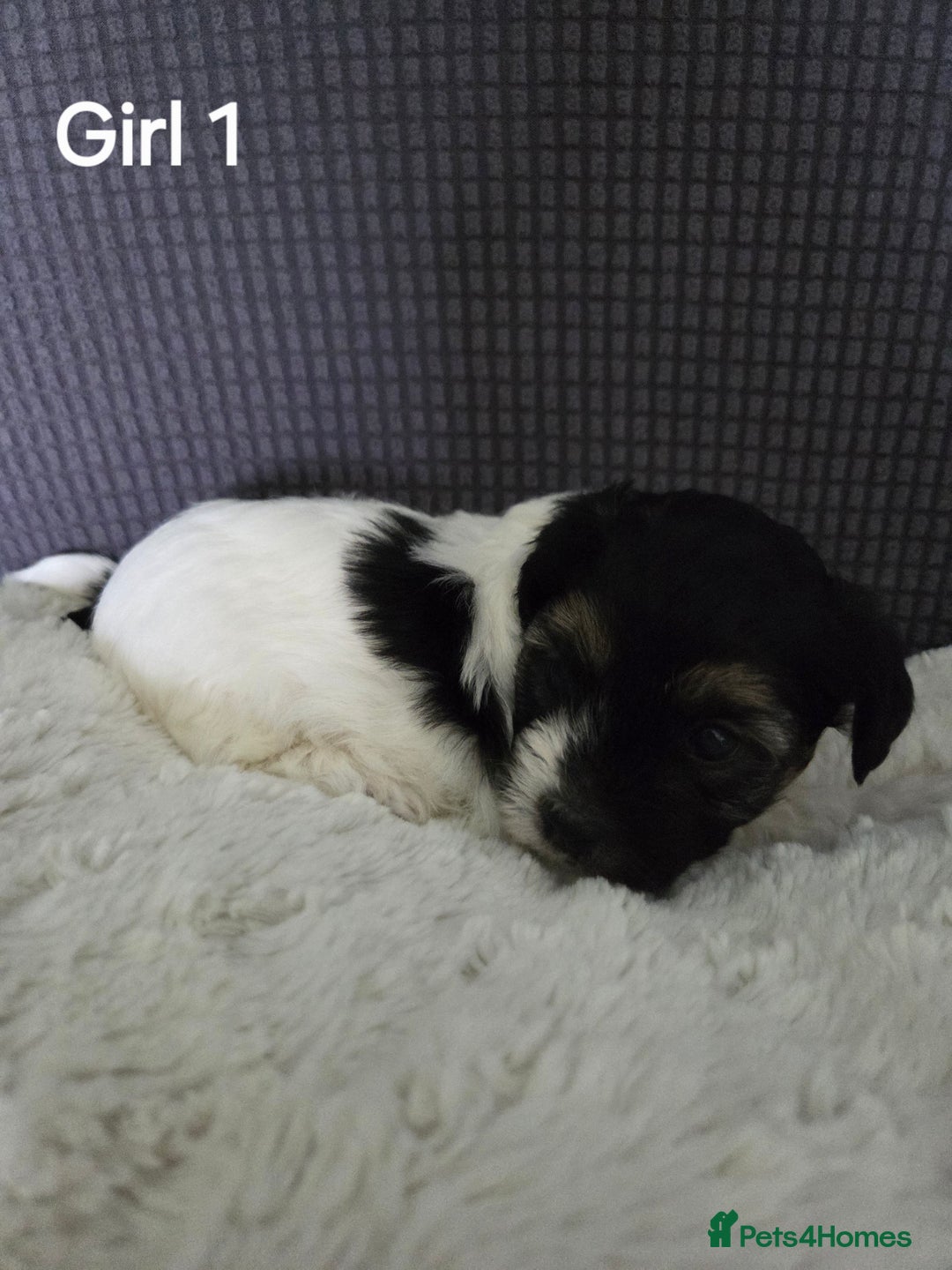 Mixed Breed dogs for sale: Shorkie x Morkie  - Image 5