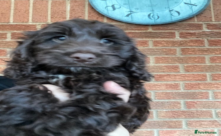 Cockapoo dogs - Advert 8