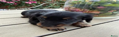 Miniature Dachshund Puppy 2