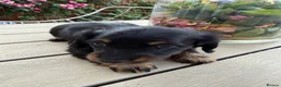 Miniature Dachshund dogs for sale:  Adorable Miniature Dachshund Puppies - Advert 14