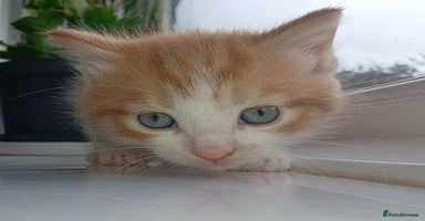 Domestic Shorthair cats - Advert 5