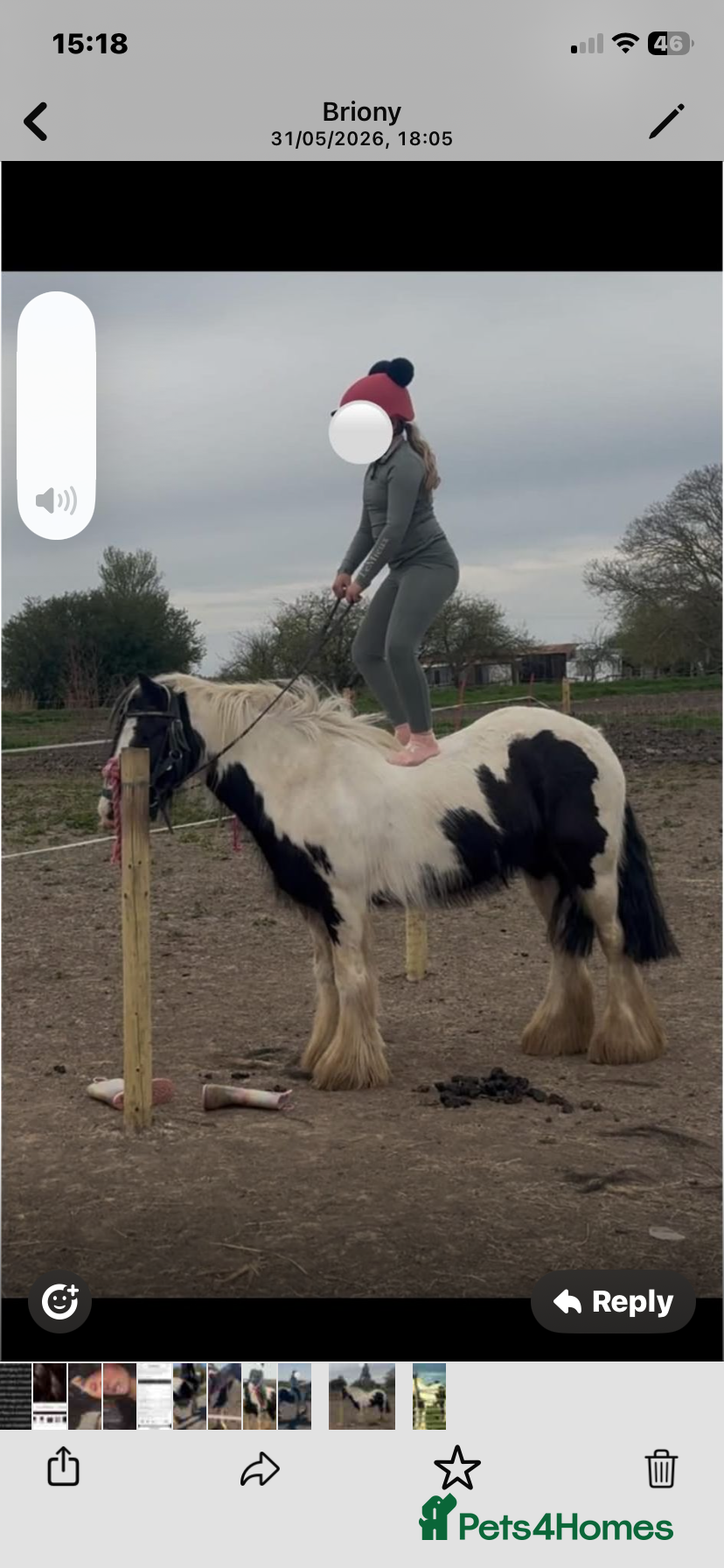 Other Breed horses for sale: Beautiful Bow Ready For New Home  - Advert 3