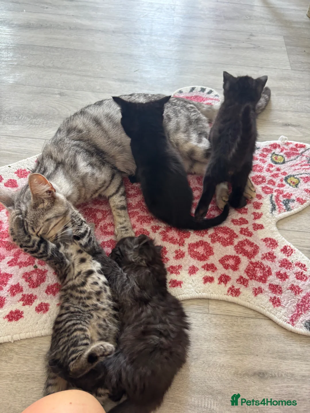 Bengal cats for sale: Bengal cross kittens  - Advert 2