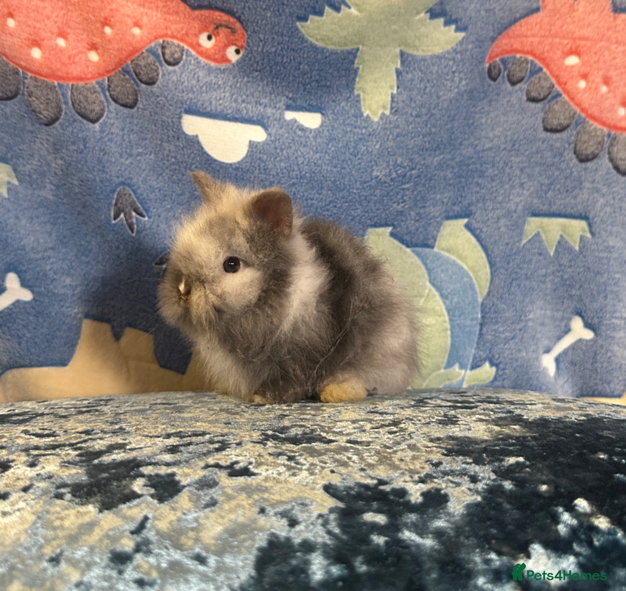 Lionhead rabbits 1 left Adorable double mane lionhead baby bunnies  - Advert 1