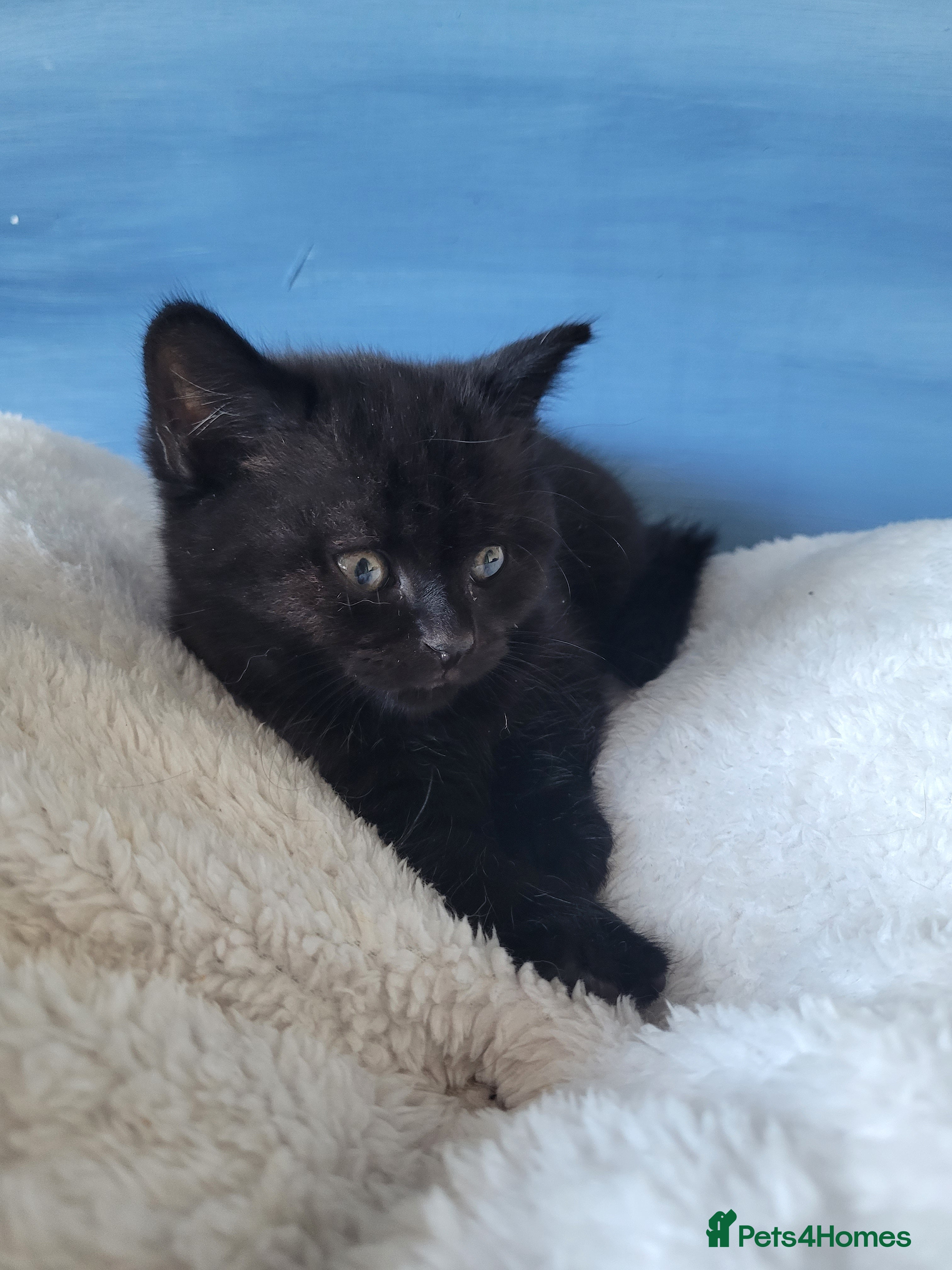 British Shorthair cats British Short Hair Cross kittens  - Advert 12