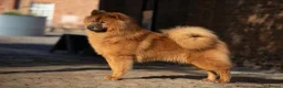 Eurasier dogs for sale: Gorgeous Eurasier Puppies - Advert 8