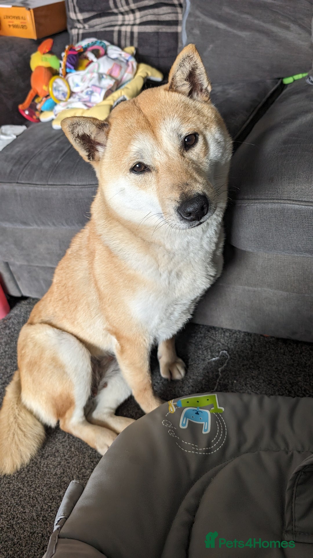 Japanese Shiba Inu dogs for sale: Female shiba inu - Image 4