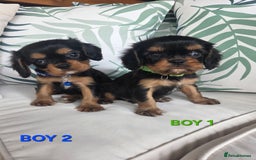 Cavalier King Charles Spaniel dogs for sale: Stunning Cavalier Puppies Ready2Go - Image 4