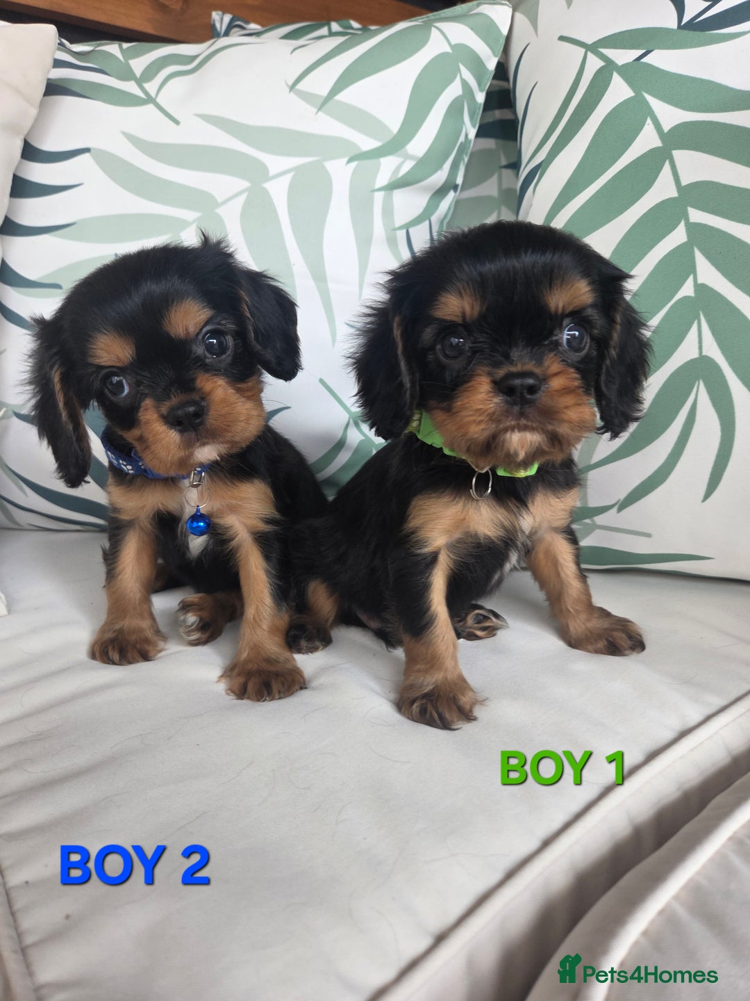 Cavalier King Charles Spaniel dogs for sale: Stunning Cavalier Puppies Ready2Go - Image 4