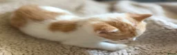 Mixed Breed cats for sale: Cute little kittens  - Advert 8