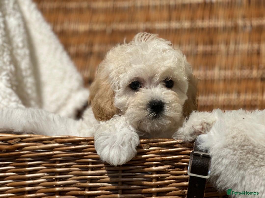 Shihpoo dogs for sale: Absolutely stunning Shihpoo pups ready now ❤️ - Image 16