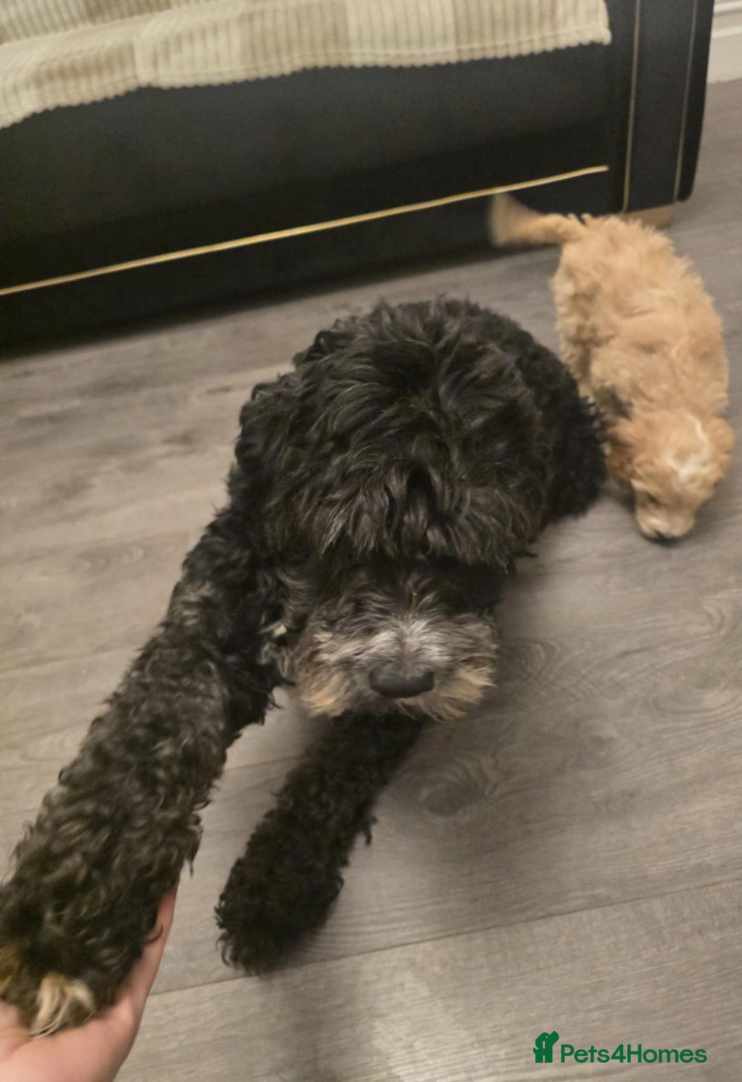 Goldendoodle dogs for sale: Goldendoodle - Advert 5