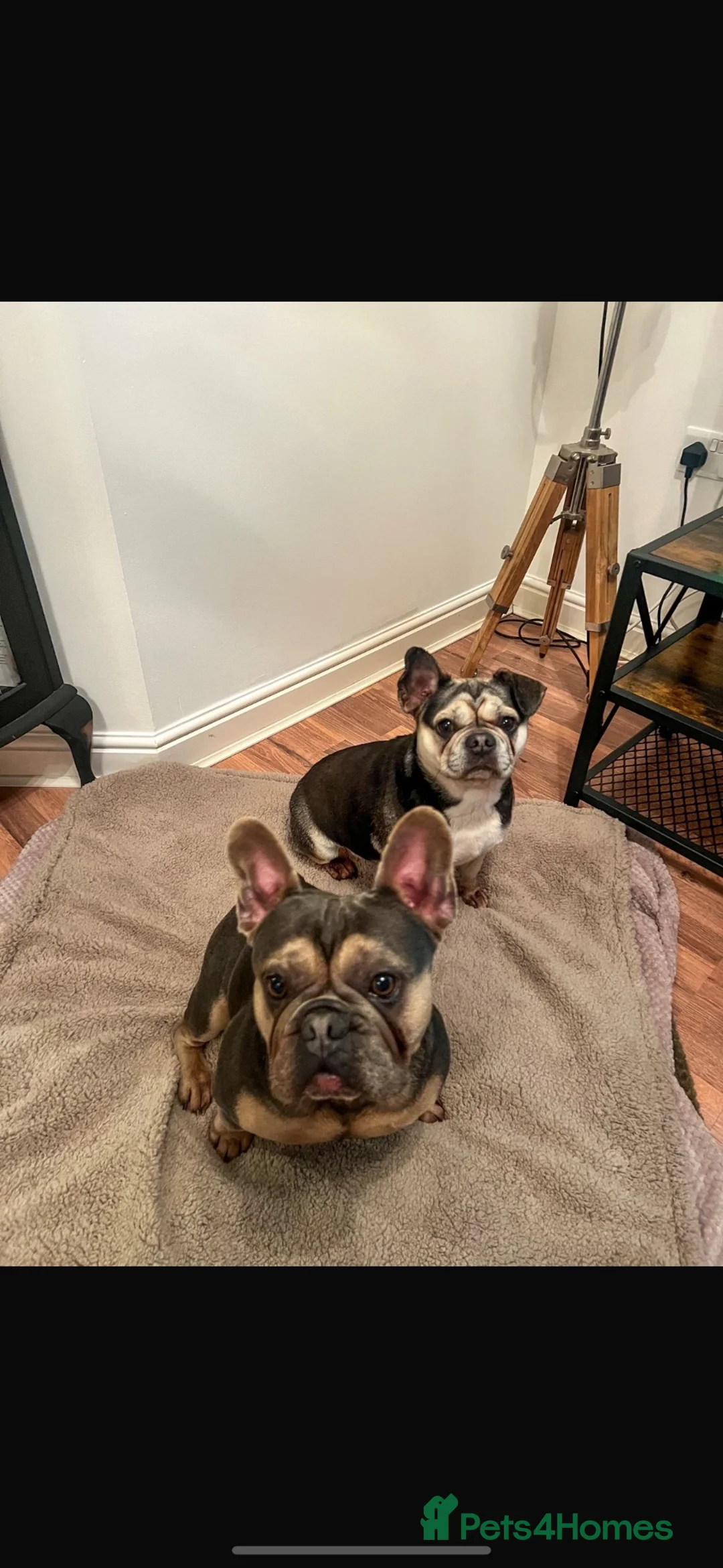 Frug dogs for sale: Lilac and tan French bull dog in Westbury - Advert 2