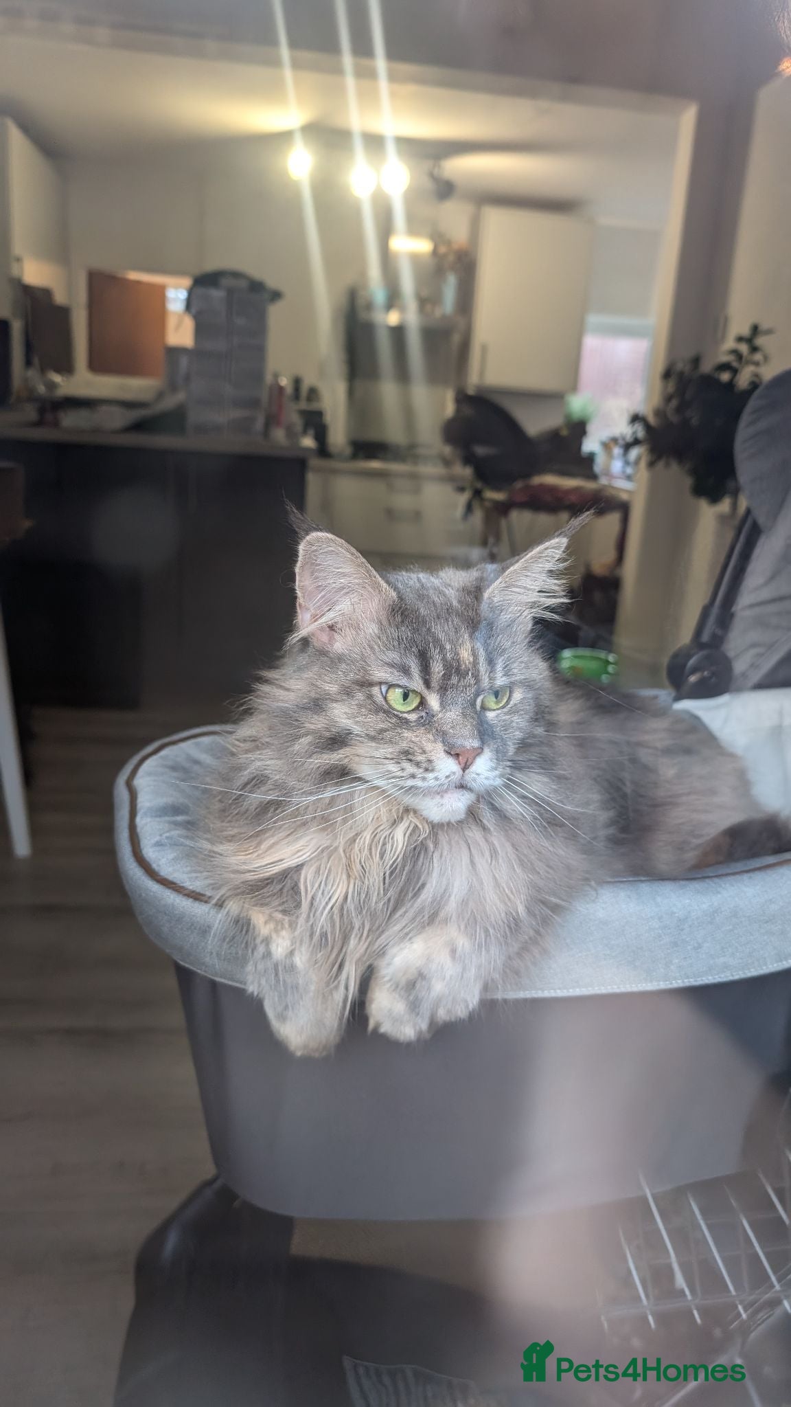 Maine Coon cats Indy - Maine coon  - Advert 4