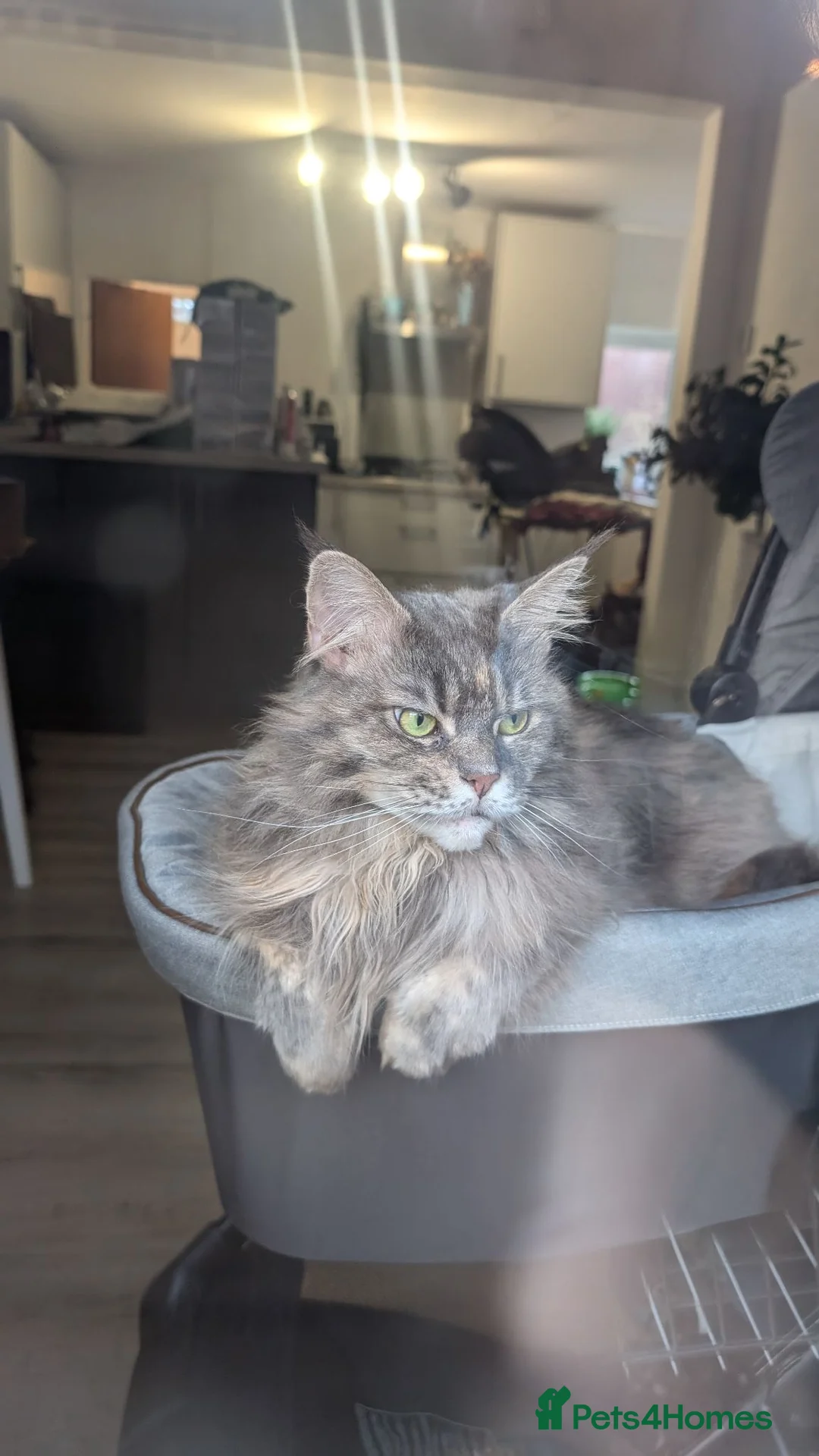 Maine Coon cats for sale: Indy - Maine coon  - Advert 1
