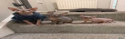Sphynx cats for sale: GORGEOUS CREAM SPHYNX BOY - TICA - Advert 13