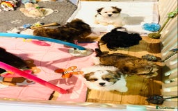 Shih Tzu dogs for sale: 🌟OUTSTANDING MALSHIPOO LITTER🌟Ready from 4/10/25 - Image 3