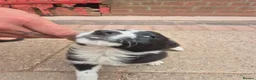 Border Collie dogs for sale: Farm bred border collies  - Advert 8