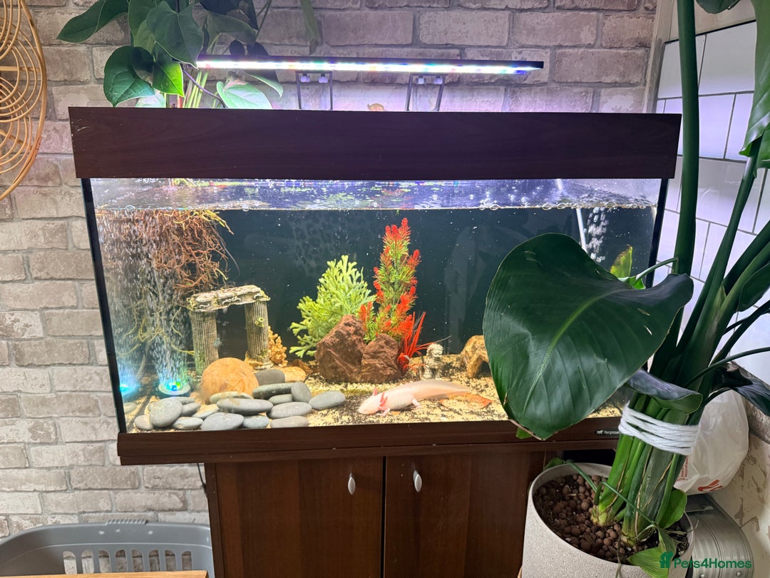 Axolotl reptiles for sale: Axolotl  - Advert 4