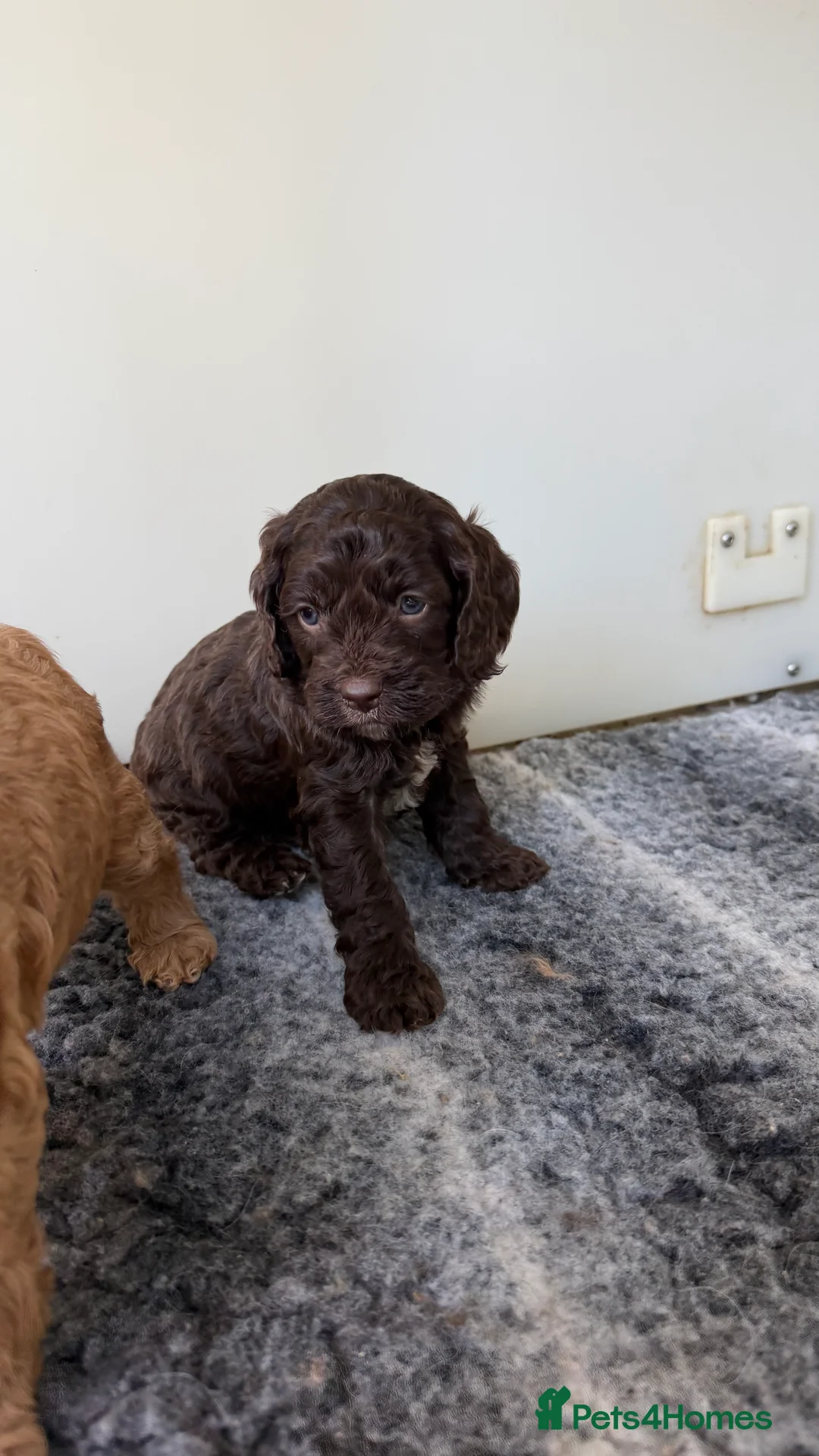 Cavapoo dogs for sale: Amazing quality Chocolate Cavapoos  - Advert 2