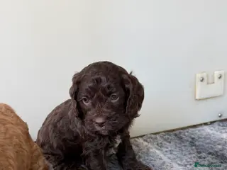 Cavapoo dogs Amazing quality Chocolate Cavapoos - Advert 10