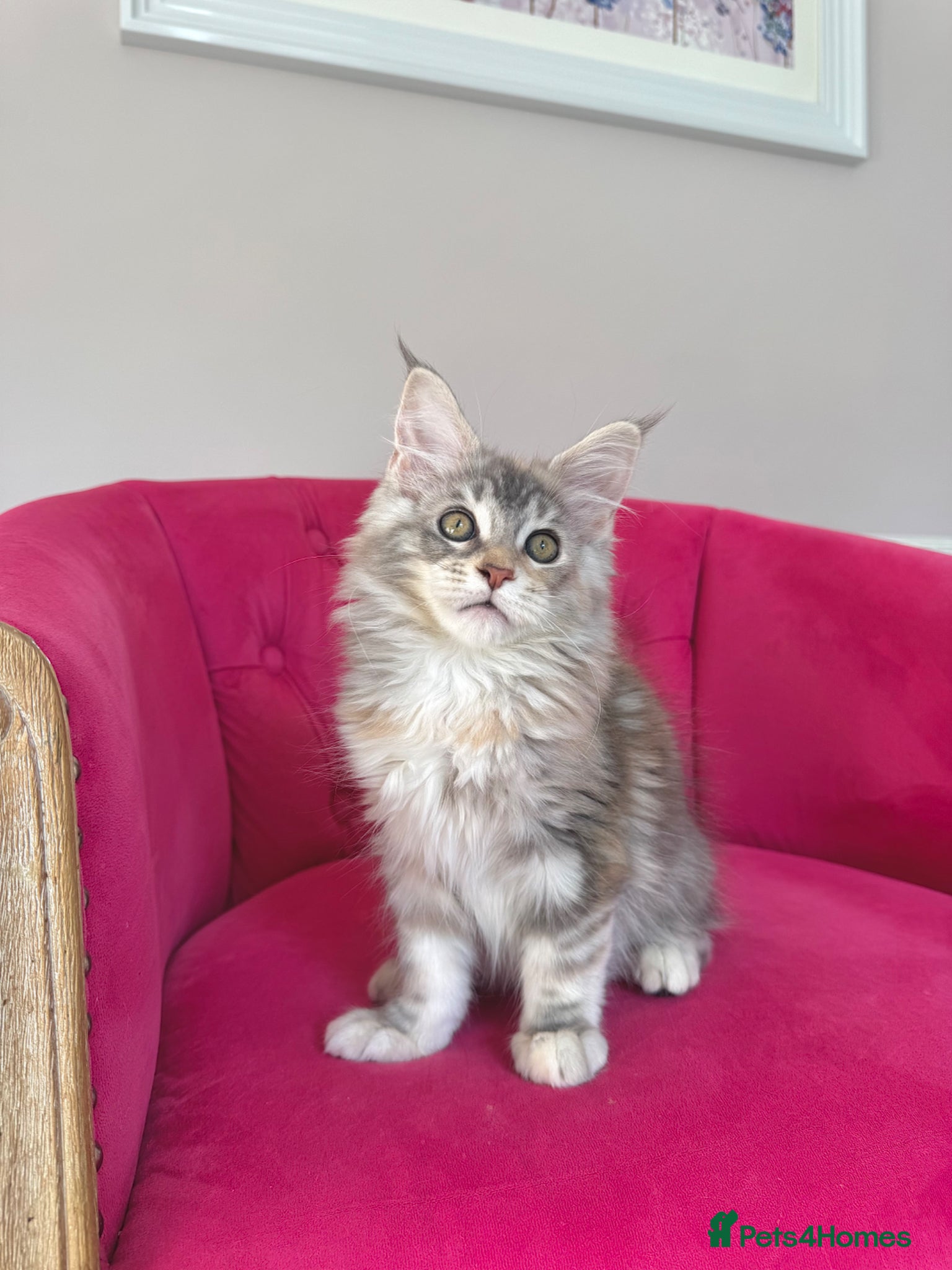 Maine Coon cats Maine Coon Kittens 🏆 20+ gen 🧬 Full Pedigree - Advert 2