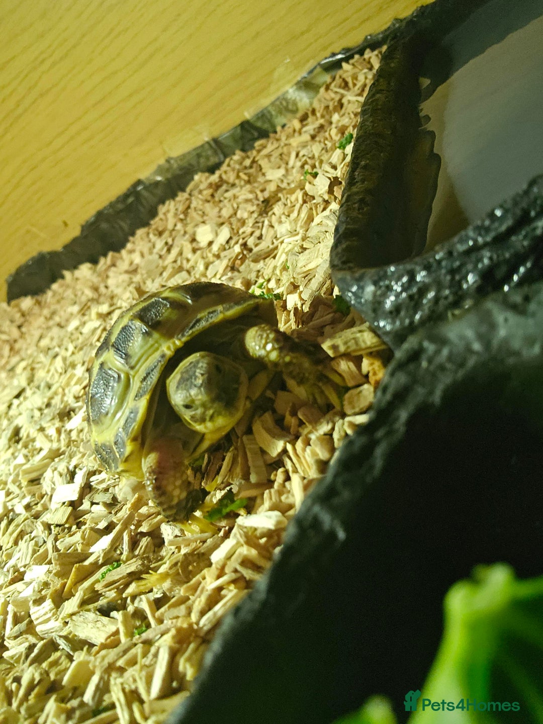 Tortoise reptiles for sale: Horsefield Tortoise and Enclosure. - Advert 3