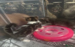Mixed Breed cats for sale: MaineCoon x X British blue/Scottish fold  - Image 12