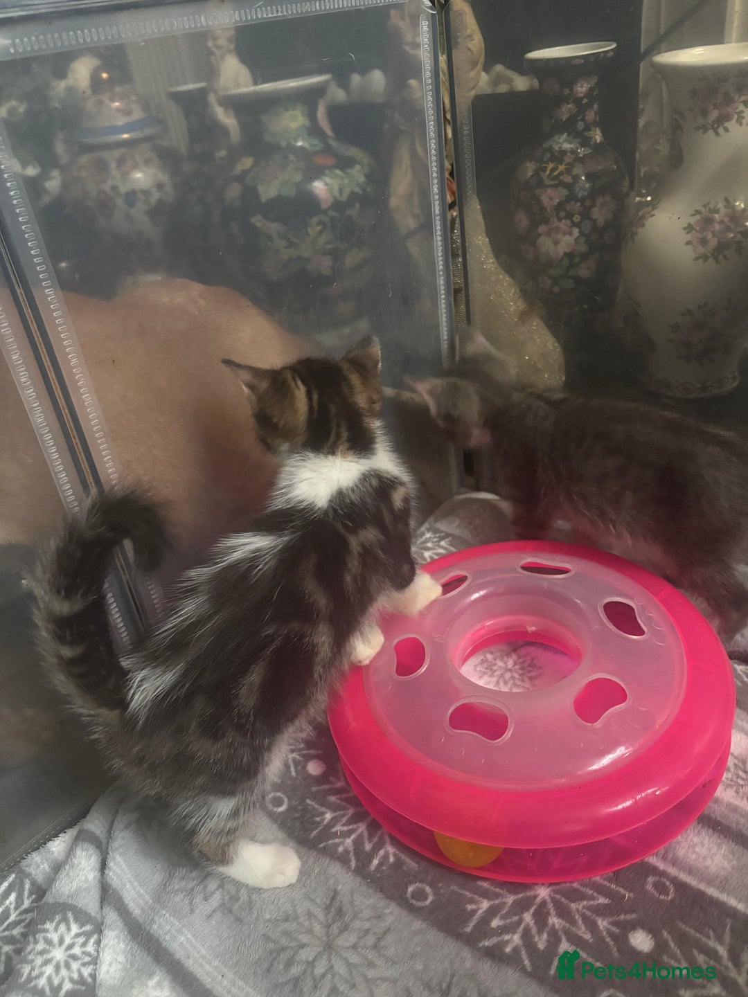 Mixed Breed cats for sale: MaineCoon x X British blue/Scottish fold  - Image 12