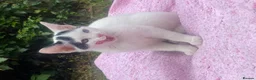 Domestic Shorthair cats for sale: Stunning Blue & Green-Eyed Kitten Female DSH - Advert 9