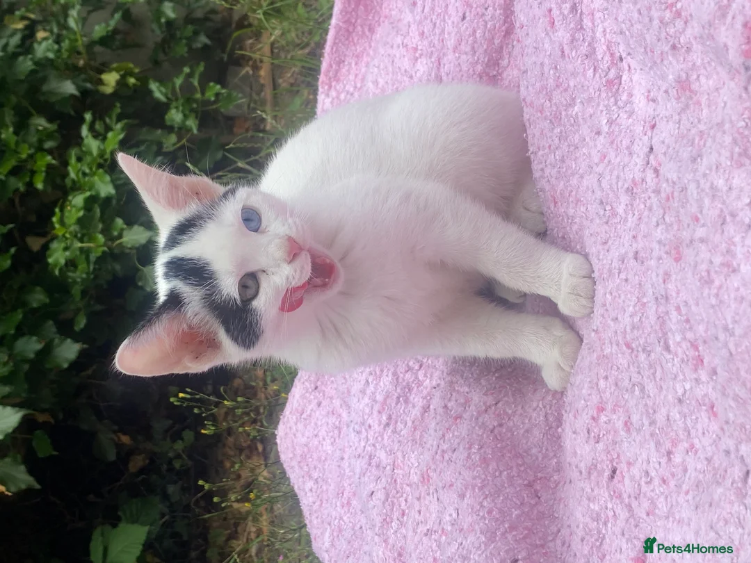 Domestic Shorthair cats for sale: Stunning Blue & Green-Eyed Kitten Female DSH - Advert 9