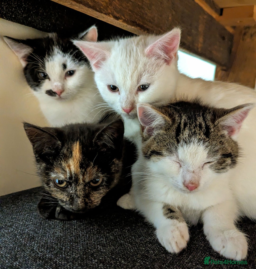 Mixed Breed cats for sale: Premium kittens, ready now - Advert 1