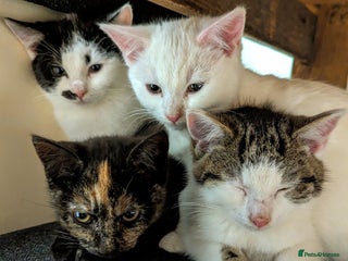 Mixed Breed cats Premium kittens, ready now - Advert 7