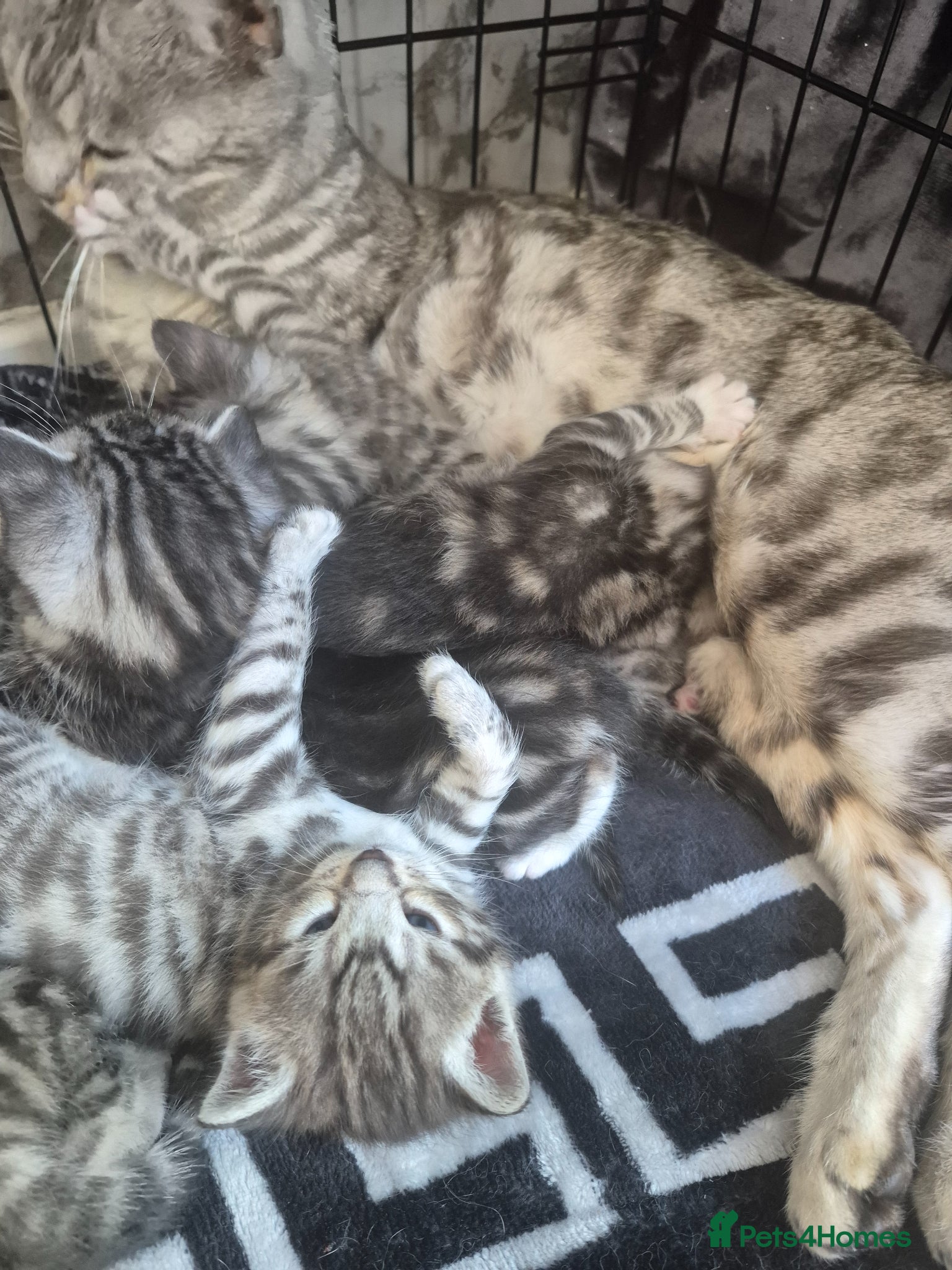 Mixed Breed cats Mixed bengal - Advert 13