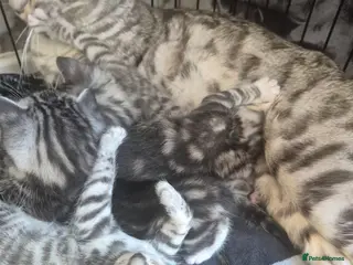 Mixed Breed cats Mixed bengal - Advert 13