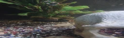 Other/Mixed Breed fish for sale: Tropical fish  - Advert 9