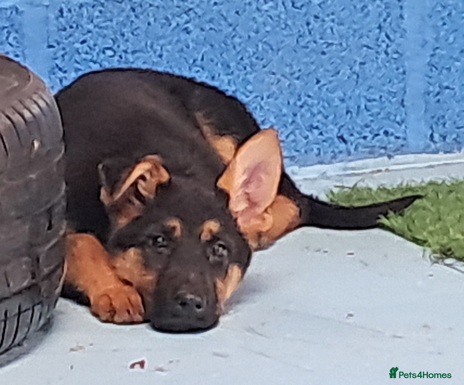 German Shepherd dogs KC reg German Shepherds, Loving family girls - Advert 2