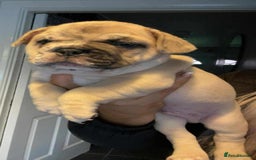 French Bulldog dogs for sale: French Bulldog Male Puppies - Image 1