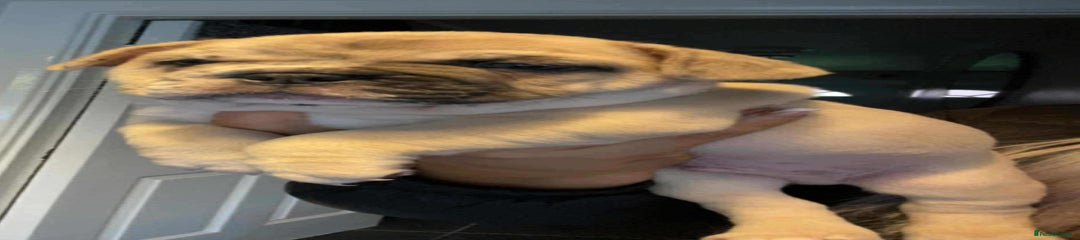 French Bulldog Puppy 1