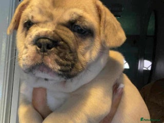 French Bulldog dogs for sale - Advert 1