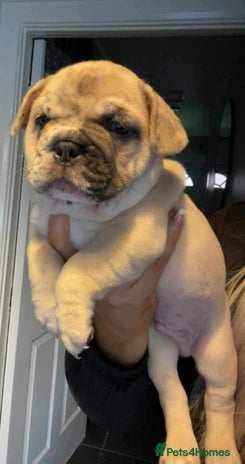 French Bulldog dogs - Advert 1