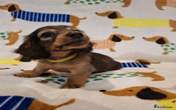 Miniature Dachshund dogs for sale: Mini Long Haired Dachshund - Image 6
