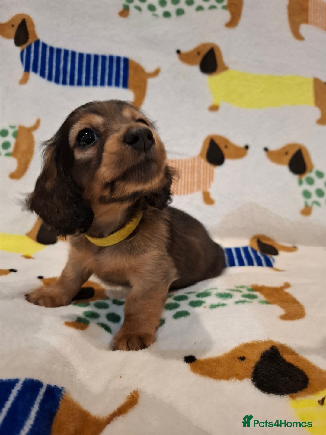 Miniature Dachshund dogs for sale: Mini Long Haired Dachshund - Image 6