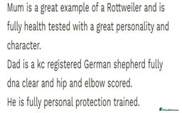 Rottweiler dogs for stud: Rottweiler X German shepherd STUD  - Image 5