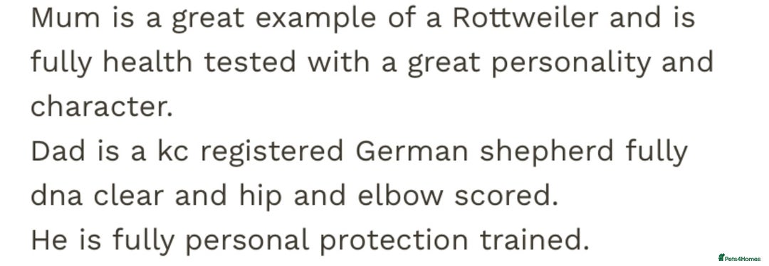 Rottweiler dogs for stud: Rottweiler X German shepherd STUD  - Image 5