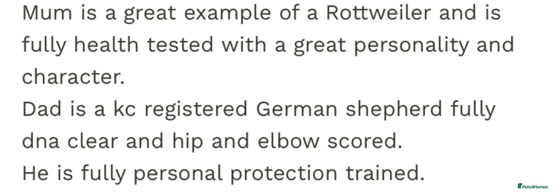 Rottweiler dogs for stud: Rottweiler X German shepherd STUD  - Advert 5