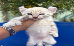 Keetso cats for sale: Gob smacking curled eared polydactyl male  - Image 20